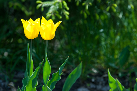 Spring flowers, tulips, Tulips of colorful flowers in the spring. Bulbous plant of the family. Liliaceae with large flowers, shaped like caps.の写真素材