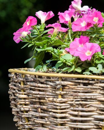 Petunia flowers in garden. Petunias flowers,Petunias in garden,beautiful Petuniasの写真素材