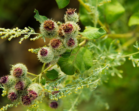Arctium lappa, burdock. a large herbaceous Old World plant of the daisy family. The hook-bearing flowers become woody burrs after fertilization and cling to animals' coats for seed dispersal.の写真素材
