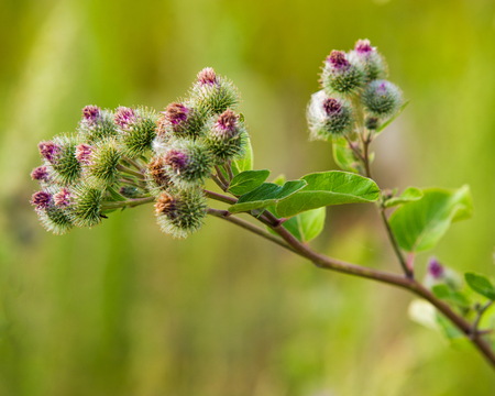 Arctium lappa, burdock. a large herbaceous Old World plant of the daisy family. The hook-bearing flowers become woody burrs after fertilization and cling to animals' coats for seed dispersal.の写真素材