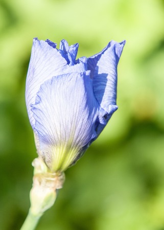Blue flower irises- nature spring sunny background. Soft focus with bokeh.の写真素材