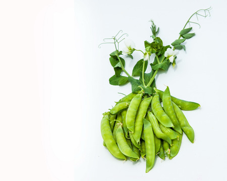 green pea. bush. Green peas in the pod. peas growing on the farm. closeup of fresh ripe peas growing on the farm.の写真素材