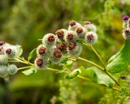 Arctium lappa, burdock. a large herbaceous Old World plant of the daisy family. The hook-bearing flowers become woody burrs after fertilization and cling to animals' coats for seed dispersal.の写真素材