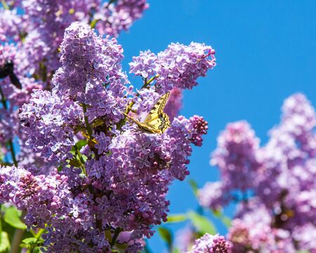 Spring. lilac flowers. Bunch of lilac flowers over white background with sample text. Spring flower,...