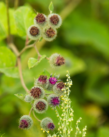 Arctium lappa, burdock. a large herbaceous Old World plant of the daisy family. The hook-bearing flowers become woody burrs after fertilization and cling to animals' coats for seed dispersal.の写真素材
