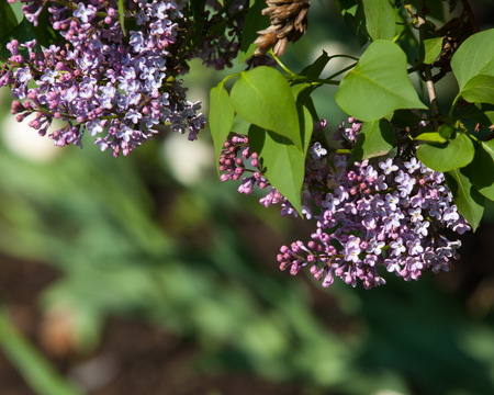 lilac bush. branch with spring lilac flowers. Lilacs bloom in May. Lilac bushes in the gardenの写真素材