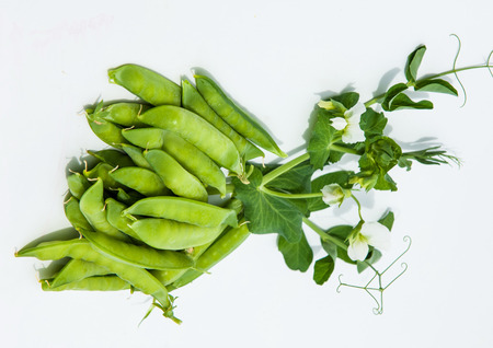green pea. bush. Green peas in the pod. peas growing on the farm. closeup of fresh ripe peas growing on the farm.の写真素材