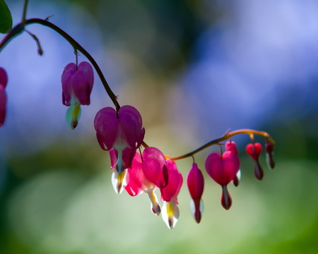 Lamprocapnos spectabilis. bleeding heart. Asian bleeding-heart. Dutchman's breeches. lyre flower. lady-in-a-bath. is a rhizomatous herbaceous perennialの写真素材