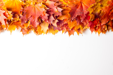 Autumn still life of maple leaves. Warm colors of Autumn. Green and Yellow Autumn Maple Leafの写真素材