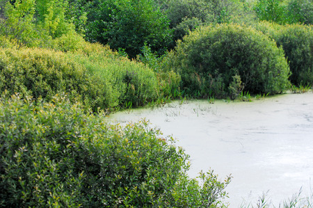 Summer landscape. swamp, marsh, bog, quagmire, morass, backwater. An area of low-lying, uncultivated ground where water collects; A bog or marsh.の写真素材