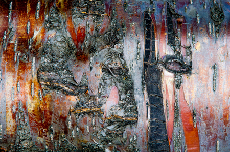 Texture, background, pattern. Bark of a cherry treeの写真素材