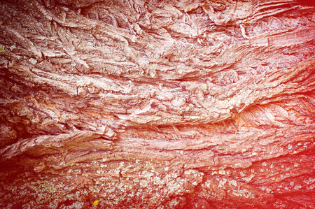 photo of a tree, bark of a textured tree, relief. Outside, above the wooden part of the trunks, stems and roots of woody plants.の写真素材