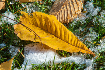 Autumn in the park, the first snow, the leaves in the snow. Red yellow leaves of autumnの写真素材