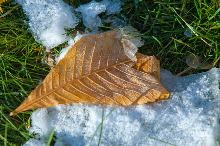 Autumn in the park, the first snow, the leaves in the snow. Red yellow leaves of autumnの写真素材