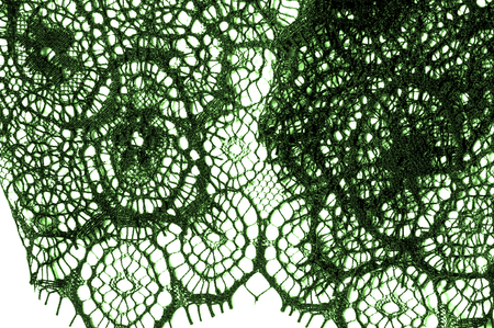 texture, background, pattern. lace fabric. green. Stunning embroidered flowers bloom on the border...