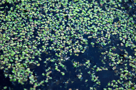 A picture of a swamp, Tina, duckweed. A tiny aquatic flowering plant that floats in large quantities on still water, often forming an apparent continuous green layer on the surface.の写真素材