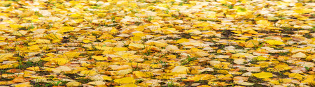 texture autumn leaves. Abstract background of autumn leaves. Autumn background. Colorful autumn...