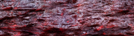 Mink fur animal cherry blossoms. a small, semiaquatic, stoatlike carnivore native to North America...