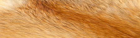 Textures red fox fur. Red fox shaggy fur texture cloth abstract, furry rusty texture plain surface,...