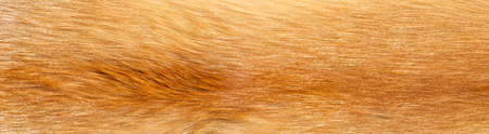Textures red fox fur. Red fox shaggy fur texture cloth abstract, furry rusty texture plain surface, rough pelt background in horizontal orientation, nobody.の写真素材