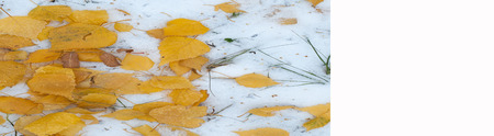 Leaves autumn snow. texture. The first fall of snow. Yellow birch leaves in the snowの写真素材