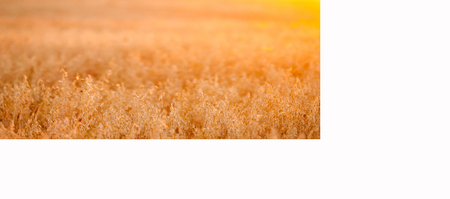 Texture grain field at sunsetの写真素材