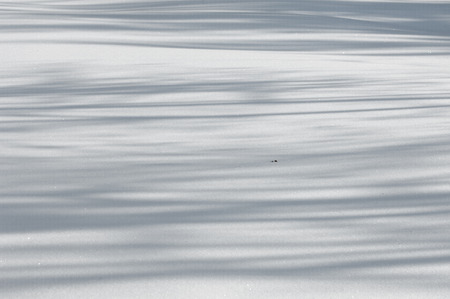 Background, Winter photography. White snow, fluffy In airy whirlwinds And quietly falls to the...
