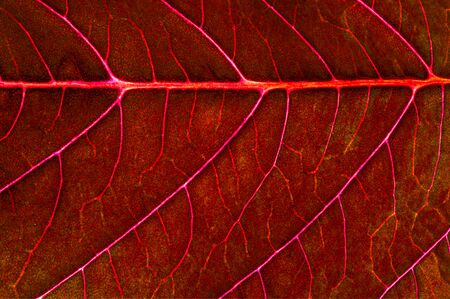 A beautiful plant with red leaves. From above against the lightの写真素材