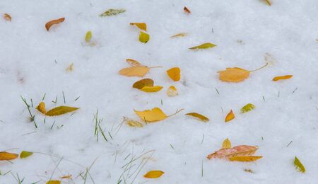 We got our first snow of the season during the night, dusting in the fall with sugar in the winter. Melted where the sun touched, snow lingers in the shade, illuminating the winter a bit.の写真素材