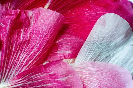 Malva is a genus in the Malvaceae family from which he is the genus of the genus, one of the most closely related genera in the family bearing the common English familial malvaの写真素材