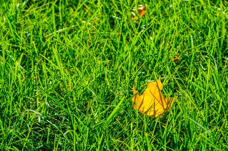 Autumn photography, red yellow leaves on the lawn. This beauty-filled place, my favorite place, is a section of the world called imagination, accessible only to those who believe.の写真素材