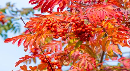 Autumn landscape photography, mountain ash in full beauty, illuminated by the colors of autumn. A...