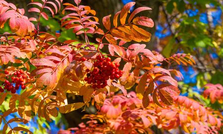 Autumn landscape photography, mountain ash in full beauty, illuminated by the colors of autumn. A tree with fruits in the form of a bunch of orange-red berries, as well as the most berriesの写真素材