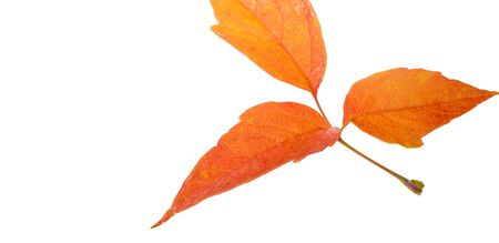 red and yellow maple leaves on a white background. When the leaves change color from green to...