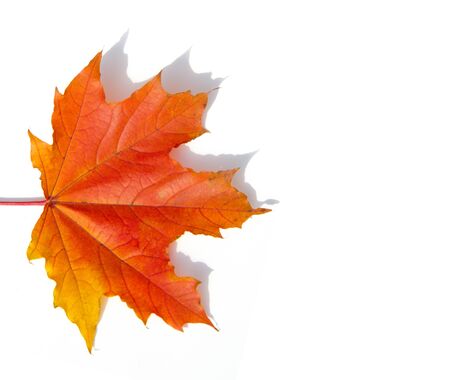 Texture background, pattern. Autumn colorful maple leaves. Maple is a common symbol of strength and...
