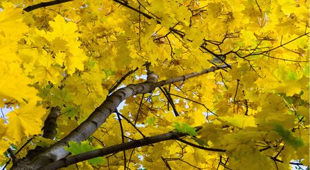 Autumn landscape of photography, Maple tree or shrub with lobed leaves, winged fruits, and colorful autumn foliage, grown as an ornamental or for its timber or syrupy sap.の写真素材