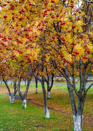 Autumn landscape photography, mountain ash in full beauty, illuminated by the colors of autumn. A tree with fruits in the form of a bunch of orange-red berries, as well as the most berriesの写真素材