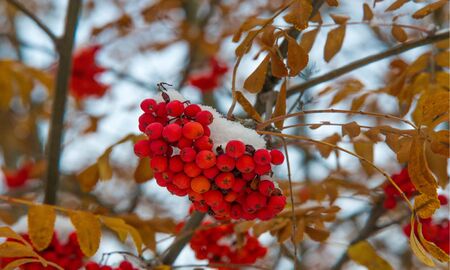Autumn landscape photography, mountain ash in full beauty, illuminated by the colors of autumn. A...