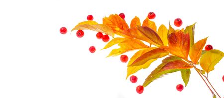 red and yellow maple leaves on a white background. When the leaves change color from green to yellow, bright orange or red, you will learn that the trees begin their long winter rest.の写真素材