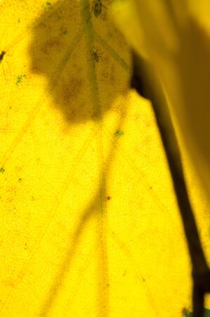 Autumn landscape, Autumn leaves with the blue sky background, Yellow, red and green bright leaves and branches, fall themesの写真素材