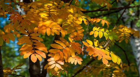 Autumn landscape photography, mountain ash in full beauty, illuminated by the colors of autumn. A...