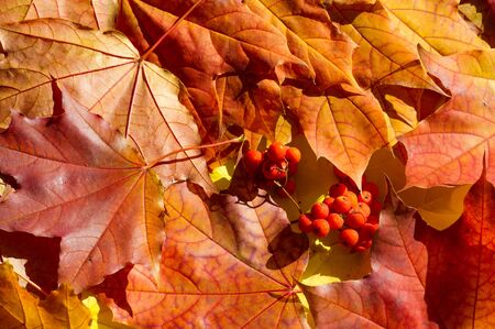 red and yellow maple leaves on a white background. When the leaves change color from green to yellow, bright orange or red, you will learn that the trees begin their long winter rest.の写真素材
