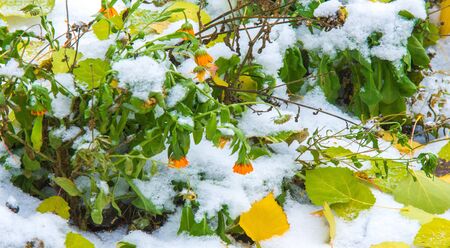 The first snow, late autumn, autumn leaves on the snow. snowfall, snow, fall of snow, scurry.の写真素材