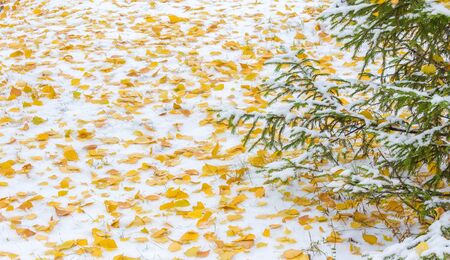 We got our first snow of the season during the night, dusting in the fall with sugar in the winter. Melted where the sun touched, snow lingers in the shade, illuminating the winter a bit.の写真素材