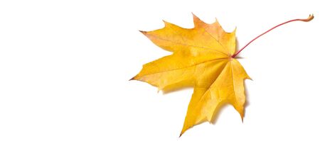 Autumn painting, Autumn maple leaves, Solitary leaf on white background, different colors. Yellow,...