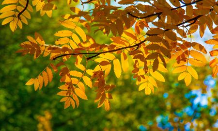 Autumn landscape photography, mountain ash in full beauty, illuminated by the colors of autumn. A tree with fruits in the form of a bunch of orange-red berries, as well as the most berriesの写真素材