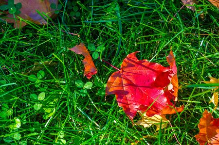 Autumn photography, red yellow leaves on the lawn. This beauty-filled place, my favorite place, is a section of the world called imagination, accessible only to those who believe.の写真素材
