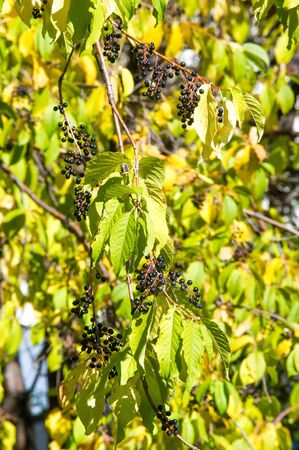 Autumn landscape, berries bird cherry. a small wild cherry tree or shrub, with bitter black fruit...