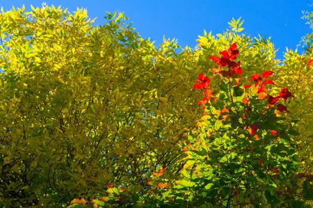 Autumn landscape, Autumn leaves with the blue sky background, Yellow, red and green bright leaves and branches, fall themesの写真素材