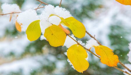 We got our first snow of the season during the night, dusting in the fall with sugar in the winter. Melted where the sun touched, snow lingers in the shade, illuminating the winter a bit.の写真素材